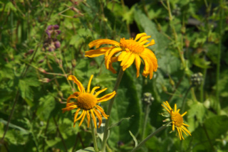 Helenium hoopesii Zonnebruid bestellen